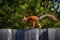 Red squirrel goes on the fence