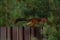 Red squirrel goes by the fence