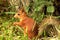 Red squirrel in the grass