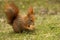 Red squirrel on grass eating walnut