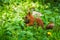 Red squirrel in grass at park feeding