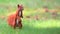 Red squirrel on green grass. Cute Eurasian red squirrel Sciurus vulgaris standing on its feet on green grass