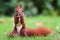 Red squirrel on green grass eating nut and staring. Cute Eurasian red squirrel Sciurus vulgaris standing feet on green grass