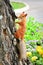 Red squirrel with grey tail on birch trunk