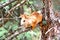 Red squirrel with grey tail on birch trunk