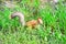 Red squirrel with grey tail in green grass