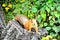 Red squirrel with grey tail sitting on stump