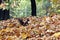 Red squirrel on the ground among autumn leaves