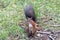 Red Squirrel on the ground looking for food