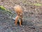 Red Squirrel on Ground in Woodland
