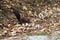 Red squirrel hiding food among autumn leaves