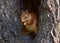Red squirrel in the hollow 2