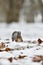 Red Squirrel jumping