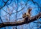 Red squirrel juvenile foraging in old growth maple tree with blue sky background..