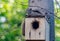 Red squirrel juvenile siblings restings in nesting box/