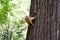 Red squirrel keeps the claws of a tree trunk