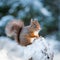 Red Squirrel kitten in snow