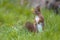 Red squirrel in lawn