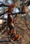 A red squirrel lit by the rising sun robbing a bird feeder.