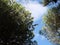 Red squirrel making a brave jump from one tree to another under a bright cloudy sky