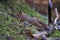 Red Squirrel on the move in the highlands of Scotland