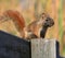 Red Squirrel with Muddy Face