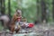 Red squirrel near the small shopping cart with nuts