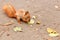 Red squirrel nibbles a walnut in the autumn