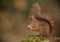 Red squirrel opening a hazel nut