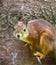 Red squirrel in Park on twig