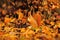 Red squirrel with peanut on the orange leafs