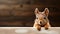 Red squirrel peeking out from behind a wooden board