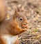 Red squirrel perched on a grassy field, nibbling away at the food it is holding in its hands