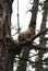 Red squirrel, pine squirrel, Tamiasciurus hudsonicus