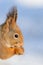 Red Squirrel portrait in winter