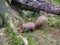 Red Squirrel posing on the ground