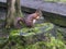 Red Squirrel posing - sitting on a tree stump