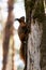 Red squirrel posing on a tree. Portrait of a funny furry squirrel with funny furry ears sitting on a tree