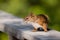 Red squirrel on a rail.