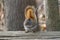 Red Squirrel on a rail fence