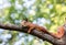Red squirrel resting in shade on tree branch during summer day
