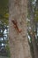 A red squirrel runs down a tree trunk.
