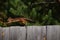 Red squirrel runs by the fence