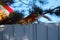 Red squirrel runs by the fence