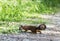 Red squirrel runs through the forest in summer