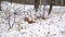 red squirrel runs on snow-covered ground in winter in search of food. fur animal in natural habitat. Rodent in city park