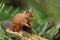 Red Squirrel (Sciurus vulgaris).