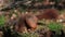 Red Squirrel, sciurus vulgaris, Adult looking for Hazelnut in Tree Stump, Normandy in France,