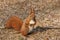 Red Squirrel Sciurus vulgaris asking for nuts, the Royal Baths Park in Warsaw, Poland