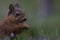 Red squirrel, Sciurus vulgaris, close up eating a nut around purple, flowering heather in the cairngorms NP, scotland, august.